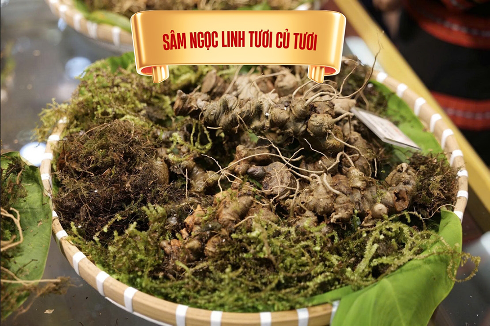 Sâm tươi nguyên củ loại 1